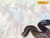 এই প্রথমবার! তাও ধান চাষের জমিতে, ধান কাটতে গিয়ে যা চোখে পড়ল, দেখে চমকে গেছে সকলে
