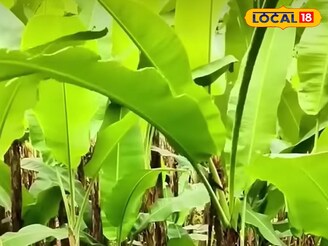 ৫০ পয়সায় কিনে ৮ টাকায় বিক্রি! হু হু করে বাড়ছে চাহিদা! নিমেষে হবেন বড়লোক