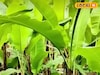 ৫০ পয়সায় কিনে ৮ টাকায় বিক্রি! হু হু করে বাড়ছে চাহিদা! নিমেষে হবেন বড়লোক