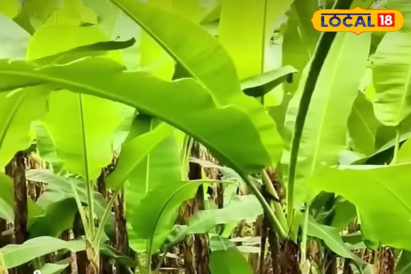 গ্রামবাংলায় কলাগাছ এক পরিচিত ও সহজলভ্য উদ্ভিদ। সাধারণত ফলের জন্য চাষ হলেও এর পাতা এখন অর্থনৈতিকভাবে লাভজনক এক সম্পদে পরিণত হয়েছে। একসময় গ্রামীণ ভোজন বা পুজোর্চনায় কলাপাতায় খাওয়ার প্রচলন ছিল ব্যাপক। আধুনিকতার ছোঁয়ায় তা প্রায় বিলুপ্তির পথে গেলেও বর্তমানে পরিবেশবান্ধব উপকরণের ব্যবহার বাড়ায় ফের জনপ্রিয় হয়ে উঠছে কলাপাতা।