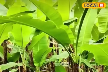 ৫০ পয়সায় কিনে ৮ টাকায় বিক্রি! হু হু করে বাড়ছে চাহিদা! নিমেষে হবেন বড়লোক ৫০ পয়সায় কিনে ৮ টাকায় বিক্রি! হু হু করে বাড়ছে চাহিদা! নিমেষে হবেন বড়লোক