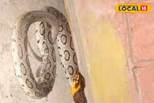 Snakes Fact: সাপের ভয়ঙ্কর যম 'এটি'...! ধীরে ধীরে কমছে সংখ্যা, বিলুপ্ত হলে বাড়বে মৃত্যু, জানুন কী বলছেন আধিকারিক?