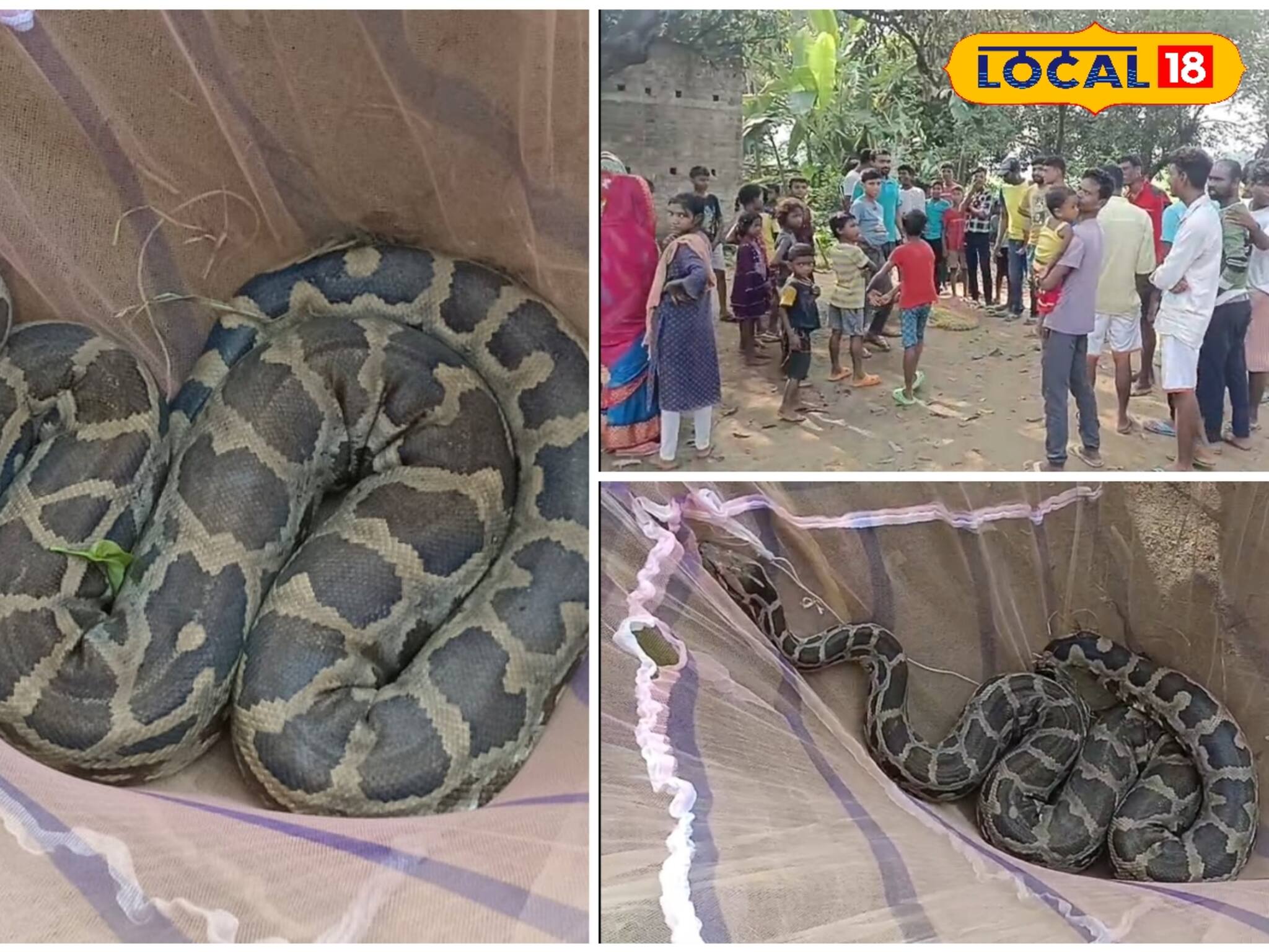 ঘরের মধ্যে ফোঁস-ফোঁস শব্দ! তারপর যা দেখা গেল, ভয়ে পালিয়ে গেল সকলে! কী ছিল জানেন ঘরের মধ্যে
