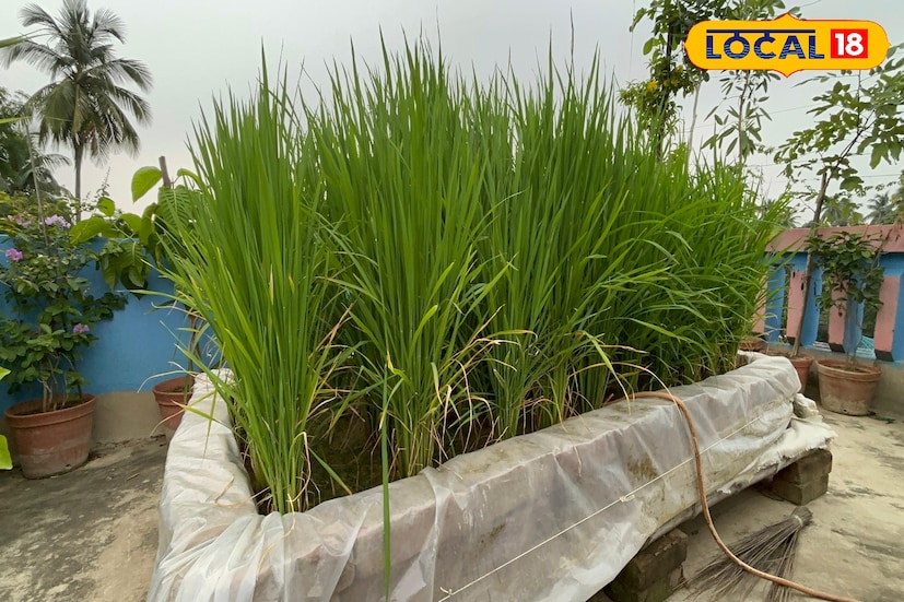 রাজ্যের ধানের গোলা নামে পরিচিত পূর্ব বর্ধমান জেলা জুড়ে ব্যাপকভাবে ধান চাষ হয়। সাধারণত ধান চাষ মানেই বিস্তীর্ণ মাঠের ছবি। কিন্তু এবার এক ভিন্ন চিত্র দেখা গেল এই জেলাতেই। মাঠ নয়, বাড়ির ছাদে ধান চাষ করে সকলকে তাক লাগিয়ে দিয়েছেন কাটোয়া শহরের পানুহাটের বাসিন্দা চঞ্চল চৌধুরী। (তথ্য ও ছবি : বনোয়ারীলাল চৌধুরী)