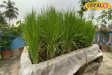 বর্ধমানের ব্যবসায়ীর দুর্দান্ত বিজনেস আইডিয়া! জমি ছেড়ে ছাদেই করছেন 'এইসব' চাষ বর্ধমানের ব্যবসায়ীর দুর্দান্ত বিজনেস আইডিয়া! জমি ছেড়ে ছাদেই করছেন 'এইসব' চাষ
