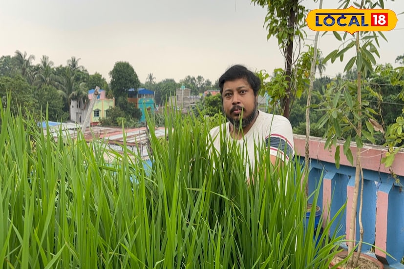 চঞ্চল বাবুর পরিকল্পনা, ভবিষ্যতে ছাদ থেকে জমির দূরত্ব আরও বাড়িয়ে দিলে নিচের ফাঁকা জায়গায় মুরগি প্রতিপালনও করা যাবে। তাতে ধান ও মুরগি দুইয়ের চাষ একসঙ্গে করা সম্ভব হবে। এতে খরচ কমবে, লাভ বাড়বে এবং শহরের মধ্যেই গড়ে উঠবে এক অভিনব কৃষি উদ্যোগ। এ যেন চঞ্চলবাবুর দুর্দান্ত বিজনেস আইডিয়া, যা ছাদে একইসঙ্গে ধান চাষ ও মুরগি প্রতিপালন করে লাভের মুখ দেখতে পারেন যে কেউ। (তথ্য ও ছবি : বনোয়ারীলাল চৌধুরী)