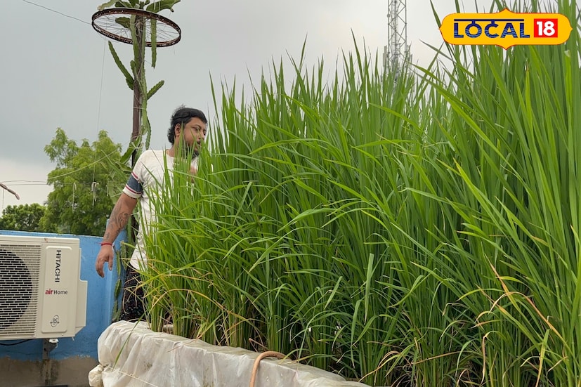 এই ছাদে ধান চাষের জন্য তিনি চারদিকে চারটি পিলার করে উপরে একটি মাচা তৈরি করেছেন। সেই মাচার ওপর পলিথিন বিছিয়ে তার মধ্যে মাটি ভরেছেন। পলিথিন থাকার কারণে জল খুব কম লাগে এবং নীচে পড়ে না। এই মাটিতেই তিনি জৈব পদ্ধতিতে ধানের চারা রোপণ করেন।