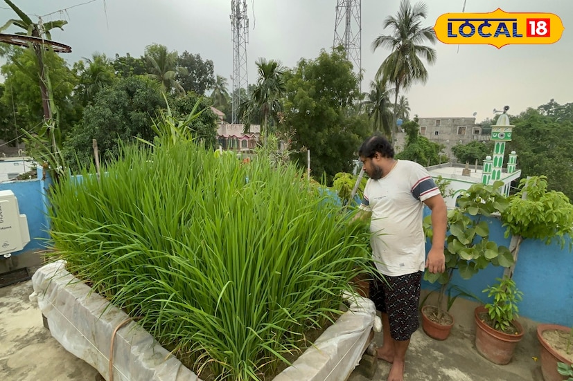 লকডাউনের সময় থেকে তিনি এই ছাদে ধান চাষ শুরু করেন। বর্তমানে চার বছর ধরে তিনি নিয়মিত এই চাষ করছেন। তাঁর দাবি, প্রতি সিজনে প্রায় চারবার পাঁচ কেজি করে ধান উৎপাদন হয়। অর্থাৎ বছরে প্রায় ২০ কেজি ধান পান, তিনি নিজের ছাদ থেকেই।