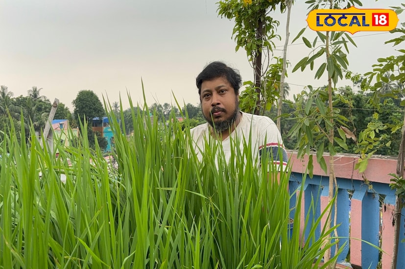 চঞ্চল বাবু পেশায় একজন ব্যবসায়ী। তিনি জানিয়েছেন, একবার বাড়ির ছাদে রাখা টবে পাখি ধান ফেলে দিলে সেখান থেকে ধান গজাতে দেখে তাঁর মনে এই ধারণা আসে। তখনই তিনি বুঝেছিলেন যে কংক্রিটের মাঝেও সবুজ চাষ করা সম্ভব। এরপর মজার ছলে ধানের বীজতলা তৈরি করেন এবং সফল হন।
