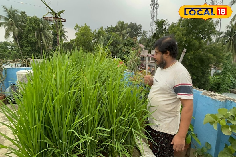 চঞ্চল বাবু জানান, মাঠে ধান চাষে জলের অভাব, দিনমজুরের সমস্যা, পোকার আক্রমণ-সহ নানা অসুবিধা থাকে। কিন্তু ছাদে ধান চাষ করলে সেই সব ঝামেলা অনেকটাই কম। এতে পরিশ্রমও তুলনামূলক কম লাগে এবং ফলনও সন্তোষজনক হয়।