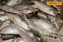 Ilish: জালে আসছে ঝাঁকে ঝাঁকে ইলিশ! কালীপুজো ও ভাইফোঁটার আগেই বাজারে সুস্বাদু ইলিশ, কত দামে নামতে পারে?