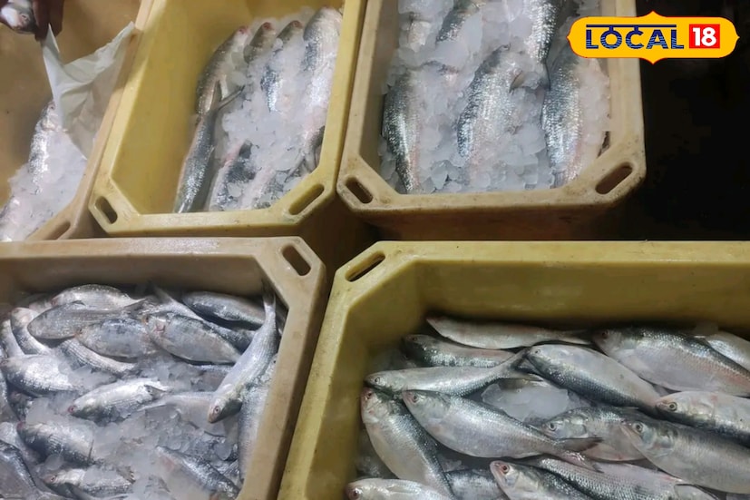 বর্তমানে ইলিশ ১৫০০ থেকে ২০০০ টাকার মধ্যে মিলছে। তবে ইলিশ আসলে দাম অনেকটাই কমবে। ফলে কালীপুজো ও ভাইফোঁটাতে ভাইয়ের পাতে ইলিশ পড়তে চলেছে তা আর বলার অপেক্ষা রাখেনা। (ছবি ও তথ্য: নবাব মল্লিক)