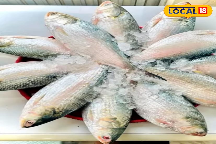 সেই ট্রলারগুলি ফিরলে দাম কিছুটা কমবে ইলিশের। এবছর বারবার প্রাকৃতিক বিপর্যয়ে ইলিশ ধরার ক্ষেত্রে অসুবিধা হয়েছে। কিন্তু এবার আর অসুবিধা হবেনা বলে মনে করছেন মৎস্যজীবীরা।