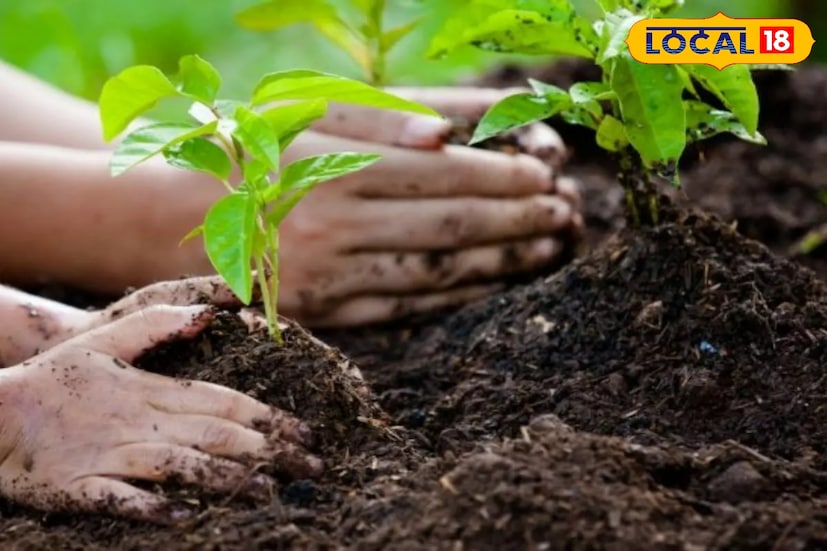 মাটিতে এই এই ডাবের খোল এক দিকে যেমন সারের কাজ করে ঠিক তেমনই তা পরিবেশ বান্ধব। কলেজের শিক্ষা বিজ্ঞানের অধ্যাপক ড: অনিরুদ্ধ সাহা জানান 
