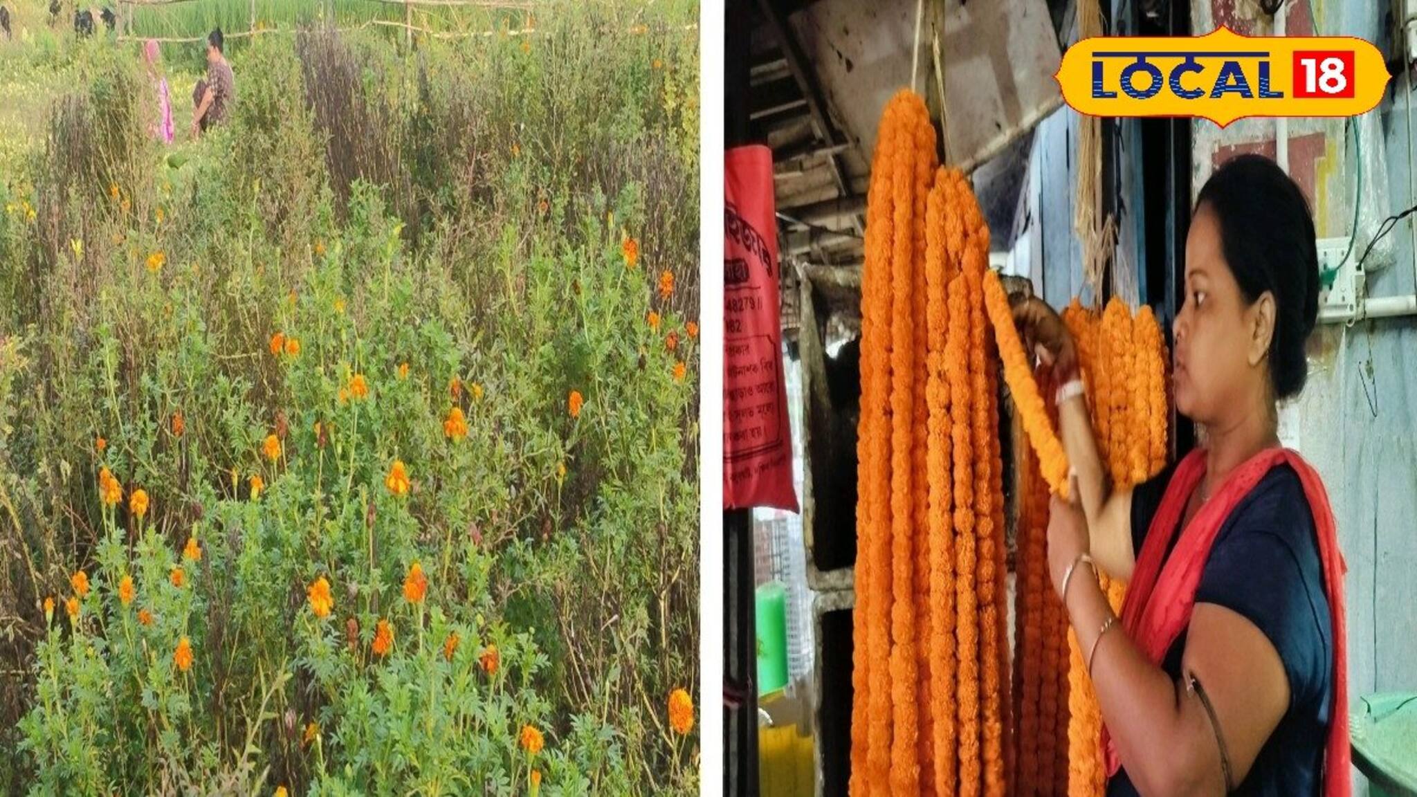 কালীপুজোর আগে বিপুল ক্ষতির আশঙ্কা ফুল চাষে! আকাশছোঁয়া দাম...ফুল লাগলেই পড়বেন বিপদে!