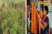 কালীপুজোর আগে বিপুল ক্ষতির আশঙ্কা ফুল চাষে! আকাশছোঁয়া দাম...ফুল লাগলেই পড়বেন বিপদে!