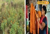 কালীপুজোর আগে বিপুল ক্ষতির আশঙ্কা ফুল চাষে! আকাশছোঁয়া দাম...ফুল লাগলেই পড়বেন বিপদে!