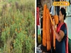 কালীপুজোর আগে বিপুল ক্ষতির আশঙ্কা ফুল চাষে! আকাশছোঁয়া দাম...ফুল লাগলেই পড়বেন বিপদে!