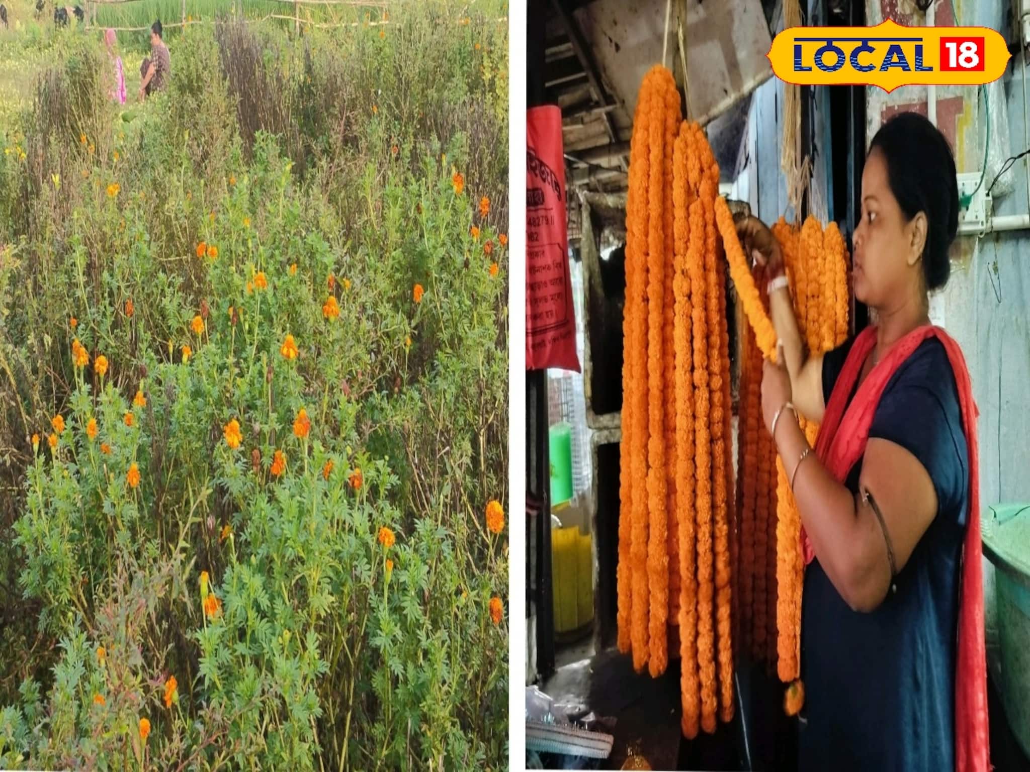 কালীপুজোর আগে বিপুল ক্ষতির আশঙ্কা ফুল চাষে! আকাশছোঁয়া দাম...ফুল লাগলেই পড়বেন বিপদে!