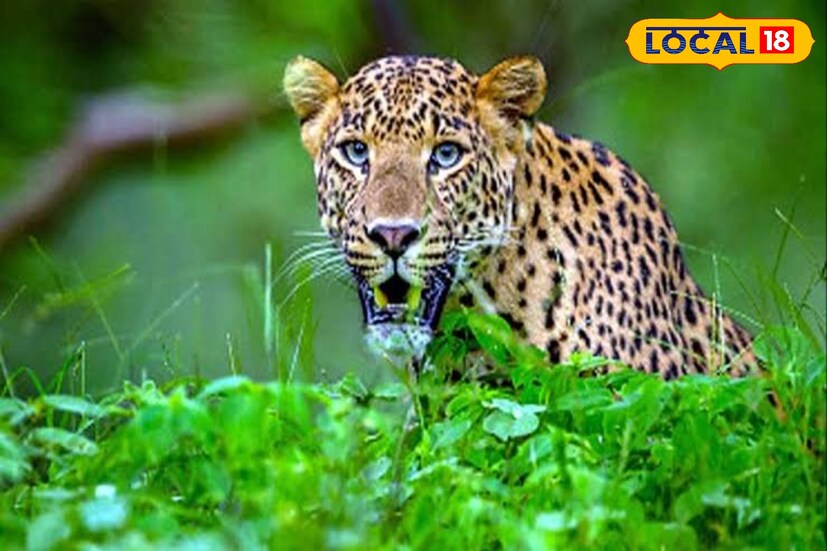 গতকাল রাতেই তাকে নিয়ে যাওয়া হয় উত্তর লতাবাড়ি গ্রামীণ হাসপাতালে। তার হাতে জখম রয়েছে।তবে এই ঘটনার পর আতঙ্কিত সকলে।