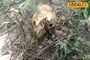 বারুইপুরে সুপারি বাগান থেকে উদ্ধার মানুষের মাথার খুলি-সহ হাড়গোড়,দেখেই আতঙ্কে ঘুম উড়ল সবার