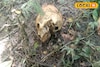 বারুইপুরে সুপারি বাগান থেকে উদ্ধার মানুষের মাথার খুলি-সহ হাড়গোড়,দেখেই আতঙ্কে ঘুম উড়ল সবার