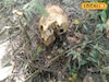 বারুইপুরে সুপারি বাগান থেকে উদ্ধার মানুষের মাথার খুলি-সহ হাড়গোড়,দেখেই আতঙ্কে ঘুম উড়ল সবার