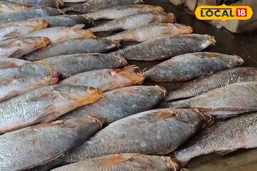 ইলিশ নয়, দিঘায় এবার ধরা পড়ল লাখ লাখ টাকার দুষ্প্রাপ্য 'জীবনদায়ী' এই বিশেষ মাছ!