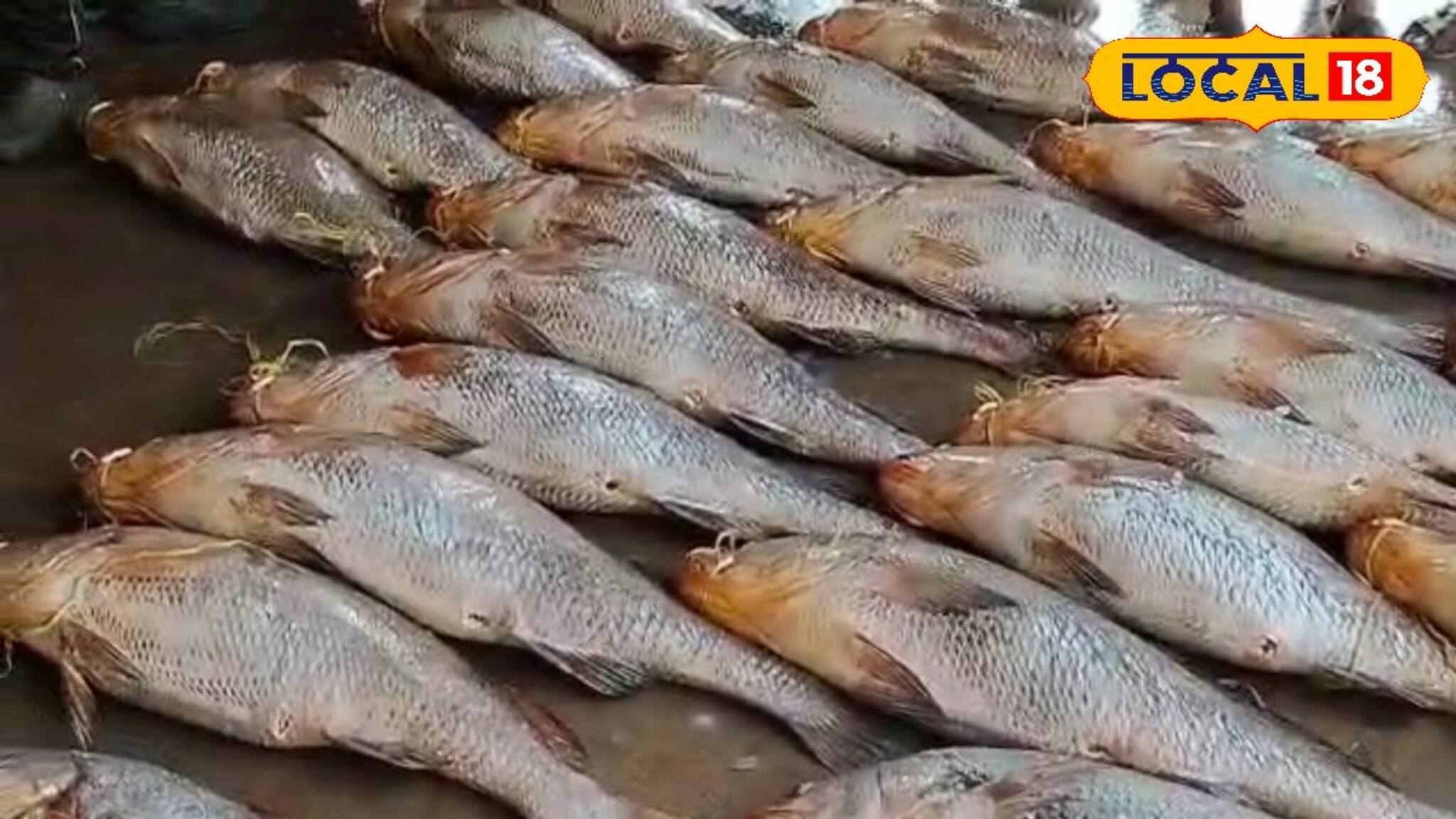 ইলিশ নয়, দিঘায় এবার ধরা পড়ল লাখ লাখ টাকার দুষ্প্রাপ্য 'জীবনদায়ী' এই বিশেষ মাছ!