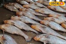 Fish: মাছ তো নয়, 'সোনা'! দিঘায় এবার ধরা পড়ল দুষ্প্রাপ্য 'জীবনদায়ী' এই বিশেষ মাছ! বিক্রি হল লাখ লাখ টাকায়, 'রেট' উঠল কত জানেন? শুনলেই চমকে যাবেন