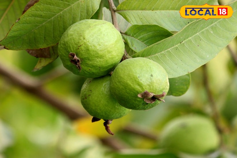 সকালে ভারী ব্রেকফাস্টের পর বা সকাল ১০টা থেকে দুপুর ১২টার মধ্যে পেয়ারা খাওয়া খুব ভাল। এই সময় পেয়ারা খেলে শরীরে শক্তি তৈরি হয়। পেয়ারায় থাকা ফাইবার ও প্রাকৃতিক শর্করা আপনাকে দিনের বাকি সময়ের জন্য শক্তি জোগাবে। এ ছাড়া হজম প্রক্রিয়া উন্নত হয়। পেট পরিষ্কার রাখতে সাহায্য করে এবং হজম ক্ষমতা বাড়াতেও ভূমিকা রাখে।