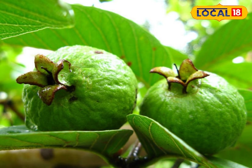 বিশেষজ্ঞরা ডায়াবেটিস রোগীদের জন্য বিকেলের দিকে একটি পেয়ারা খাওয়ার পরামর্শ দেন। এটি খেলে ফাইবার রক্তে শর্করার মাত্রা নিয়ন্ত্রণে রাখতে সাহায্য করে।