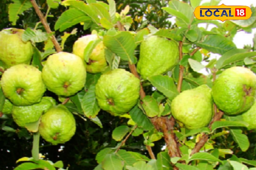 পেয়ারার খোসা এবং বীজের মধ্যেই থাকে সবচেয়ে বেশি অ্যান্টিঅক্সিডেন্ট এবং ফাইবার। তাই এটিকে ভালভাবে ধুয়ে খোসাসহ চিবিয়ে খান। এটি দাঁত ও মাড়ির স্বাস্থ্য ভাল রাখতেও সহায়ক।