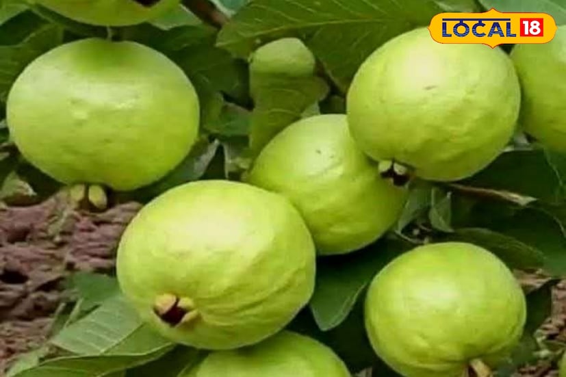 সারাদিনে একটি মাঝারি আকারের পেয়ারা খাওয়াই যথেষ্ট। অতিরিক্ত পরিমাণে পেয়ারা খেলে অনেক ফাইবার একসঙ্গে শরীরে প্রবেশ করে। তাতে পেটে অস্বস্তি বা গ্যাসের সৃষ্টি করতে পারে। (তথ্য - Tanmoy Mandal)