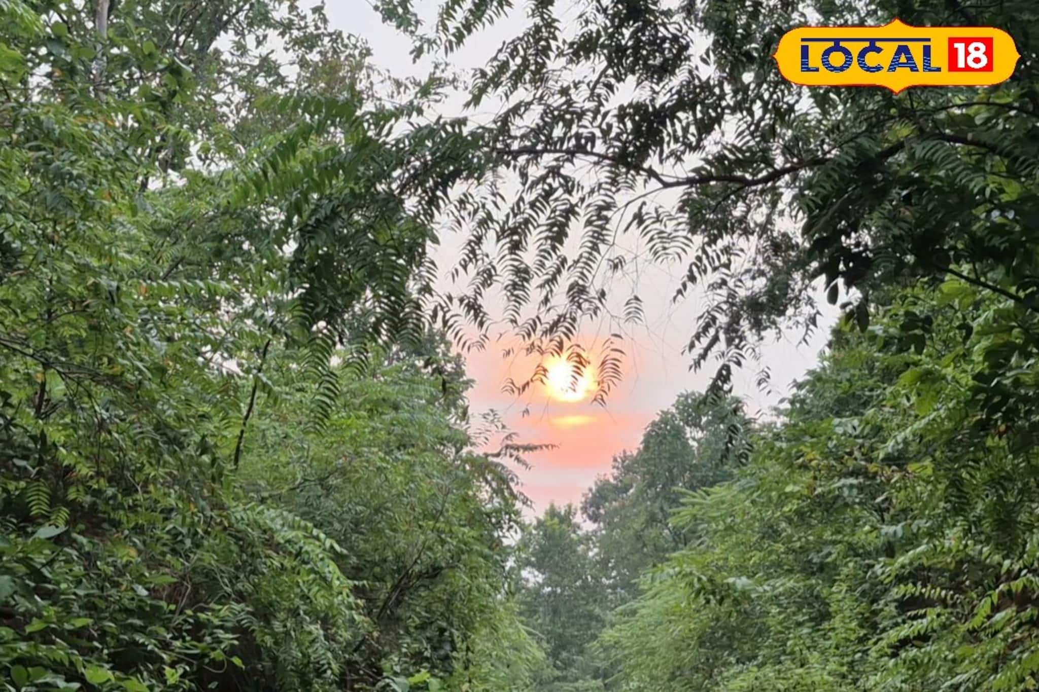 আমেরিকা যাওয়ার স্বপ্ন? এক টুকরো 'আমাজন' জঙ্গলের স্বাদ পেতে পারেন জেলাতেই! জানলেই ছুটবেন