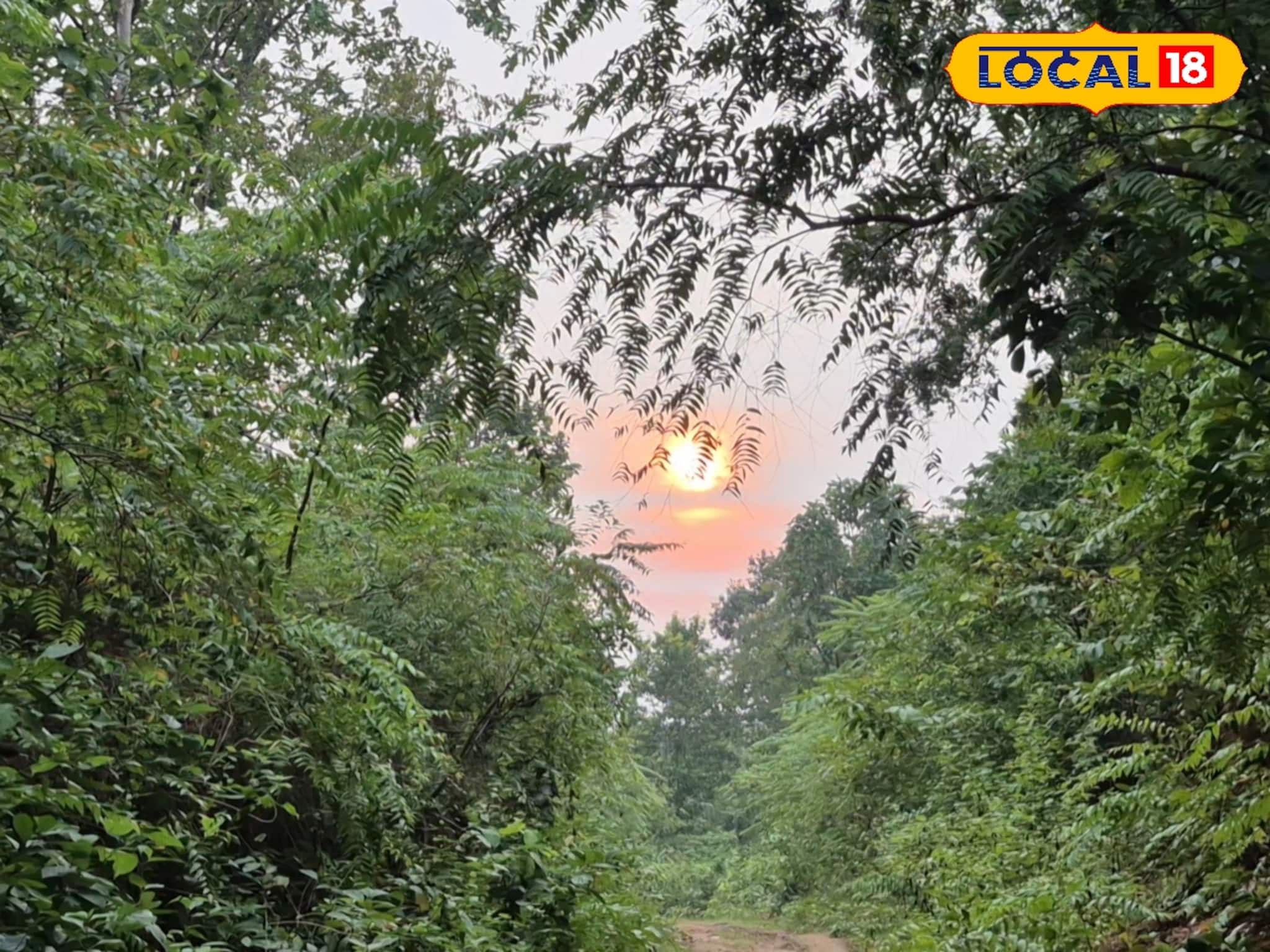 আমেরিকা যাওয়ার স্বপ্ন? এক টুকরো 'আমাজন' জঙ্গলের স্বাদ পেতে পারেন জেলাতেই! জানলেই ছুটবেন এখন