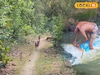 শালের জঙ্গলে ঘেরা 'এই' জায়গা কাপল ফ্রেন্ডলি,মনের ক্লান্তি কাটাতে ঘুরে আসবেন নাকি? রইল খোঁজ