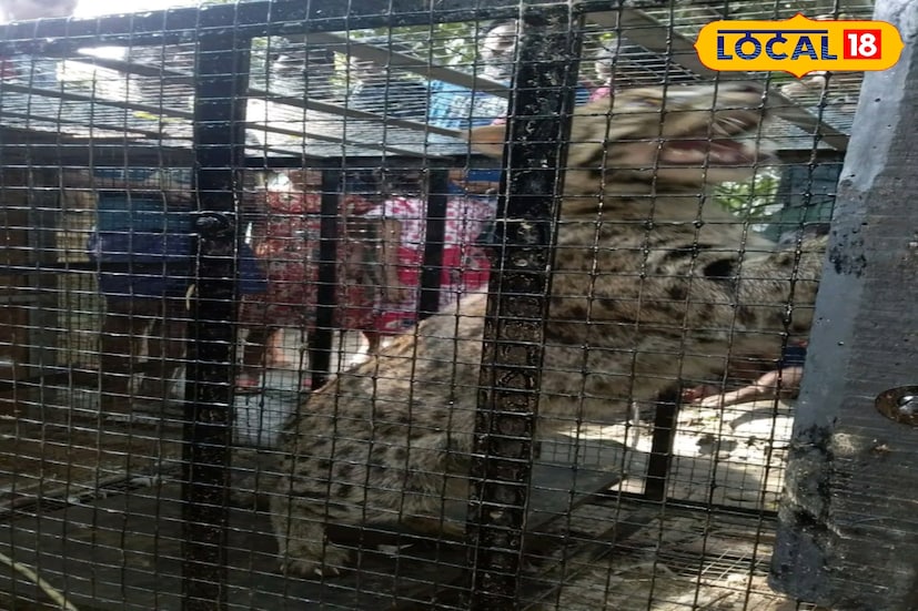 নামখানা, দক্ষিণ ২৪ পরগনা, নবাব মল্লিক: নামখানার রাধানগরে ধরা পড়ল বাঘরোল(ফিশিং ক্যাট)। যার জেরে চাঞ্চল্য ছড়িয়েছে এলাকায়। এই বাঘরোলটিকে দেখতে ভিড় জমিয়েছিলেন স্থানীয়রা। বর্তমানে বাঘরোলটিকে উদ্ধার করে নিয়ে গিয়েছে বনদফতরের কর্মীরা। ছবি ও তথ্য: নবাব মল্লিক