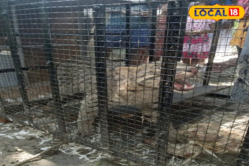 লোকালয়ের আশপাশের জলাজমি, মাছের ভেড়িগুলোয় অনেক জায়গাতেই বাঘরোলের বসবাস। এই বাঘরোলের সাহসিক রকমসকম দেখে রাতবিরেতের সাময়িক বিভ্রমে গ্রামবাসীদের অনেকেই ছোটখাটো বাঘের মতো মনে করেন।