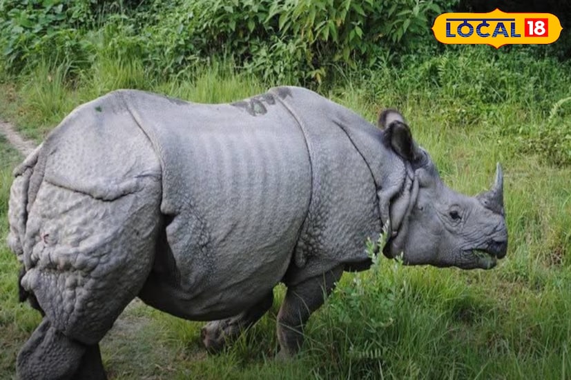 এদিন পথচলতি মানুষেরা গণ্ডারটিকে মাদারিহাটের রাস্তার পাশে জঙ্গলে দেখেছেন। তাঁদের কথা অনুসারে গণ্ডারটি গাছের নিচে বসেছিল। তাঁর পায়ে আঘাত ছিল। পাশাপাশি গণ্ডারটি প্রাপ্তবয়স্ক ছিল।