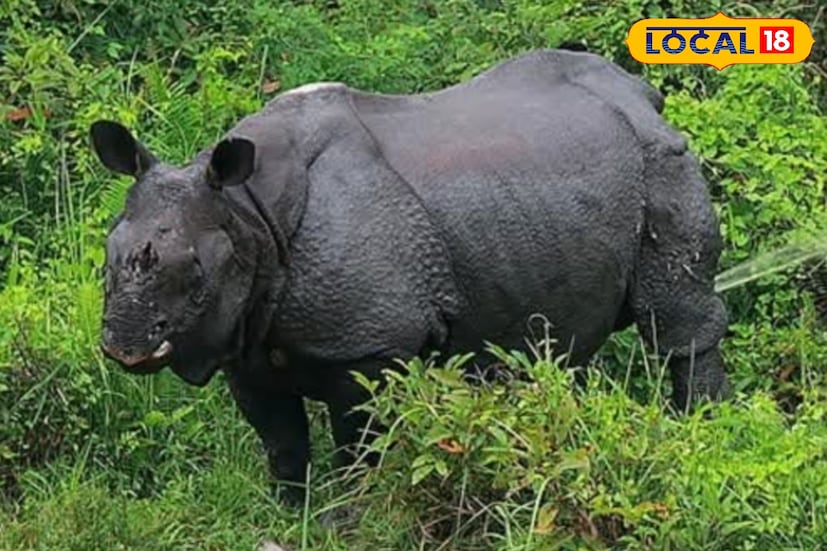 এলাকাবাসীরা এদিন অসুস্থ গণ্ডারটিকে দেখে জলদাপাড়া বনবিভাগে খবর দেন। প্রাকৃতিক দুর্যোগের কারণে ক্ষতির মুখে পরে জলদাপাড়া জাতীয় উদ্যান। জঙ্গলের পাশাপাশি ক্ষতির মুখ দেখেছে এলাকাবাসী ও বন্য জীবজন্তুরা। 