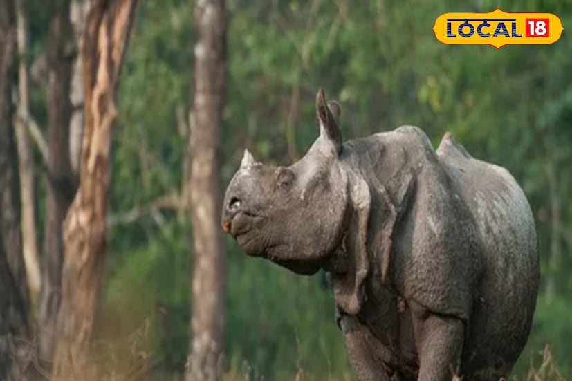 দুর্যোগ কাটিয়ে স্বাভাবিক পথে ফিরছে জলদাপাড়ার প্রাণীকুল। কিন্তু তাঁদের শরীরে ও মনে এখনও রয়েছে ক্লান্তির ছাপ, আতঙ্ক। কোনও কোনও প্রাণী আহত রয়েছে। এমনই এক অসুস্থ গণ্ডার দেখতে পাওয়া গেল মাদারিহাটের রাস্তায়। (ছবি ও তথ্য: অনন্যা দে)