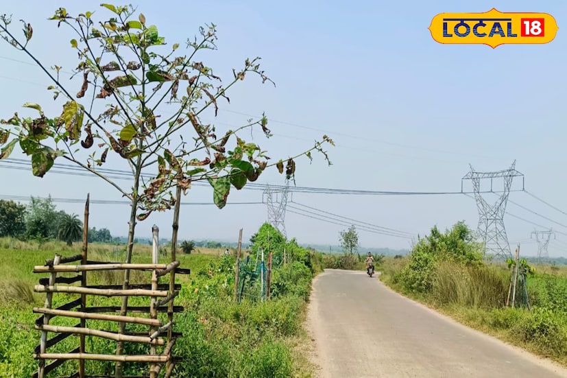 ইচ্ছাপুর গ্রামের বাসিন্দা প্রভাকর মন্ডল। তিনি দুর্গাপুরের ভিড়িঙ্গী টিএন স্কুলের প্রধান শিক্ষক ছিলেন। ২০২২ সালে তিনি অবসরপ্রাপ্ত হয়েছেন। ছাত্র জীবন থেকেই বৃক্ষরোপণের ওপর তাঁর বিশেষ আকর্ষণ ছিল। বৃক্ষের প্রয়োজনীয়তা যে কতটা তা নিয়ে জনসম্মুখে তিনি প্রচারও করেছেন।( ছবি ও তথ্য : দীপিকা সরকার) 
