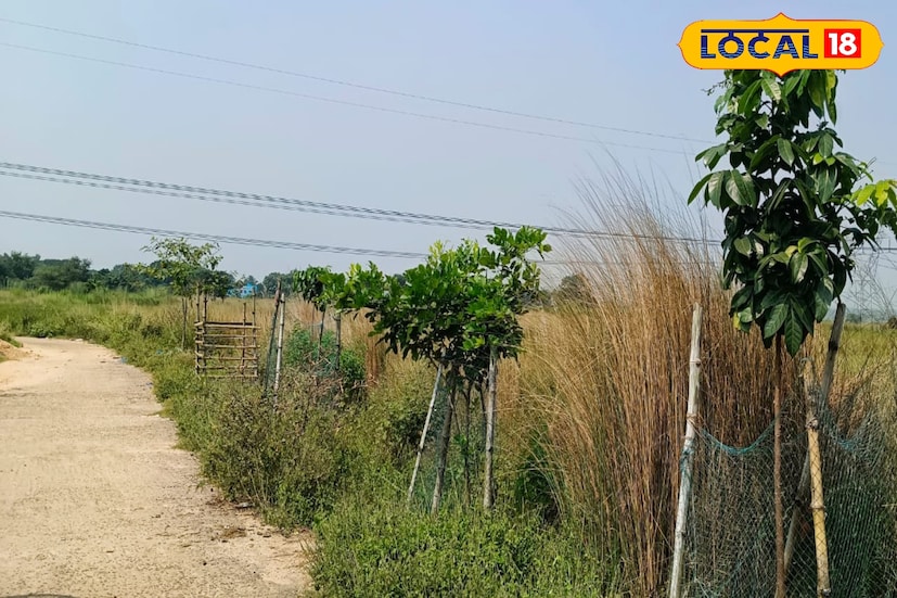 প্রভাকর বাবুর দাবি, জীবজগৎ সহ প্রকৃতি রক্ষা করতে হলে একমাত্র শ্রেষ্ঠ পন্থা বৃক্ষরোপণ। এই মহান উদ্যোগে যুক্ত ভবানী প্রসাদ গড়াই, রামদাস মোদক ও শঙ্কর চৌধুরী বলেন, আমাদের এলাকায় রাস্তার দু'পাশে কোনও গাছ ছিলনা। শিক্ষক মশাইয়ের উদ্যোগে রাস্তার পাশে বহু গাছ লাগিয়েছি। নিয়মিত পরিচর্যা করে এখন গাছ গুলি বেশ বেড়ে উঠেছে।( ছবি ও তথ্য: দীপিকা সরকার) 