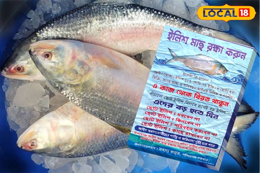 এবার বাজারে আসবে রেকর্ড সাইজের ইলিশ। স্বাদেও হবে অতুলনীয়, এমনই আশার সুর মৎস্য দফতরের। ইলিশ ধরার নির্দিষ্ট সময়ে নিষেধাজ্ঞা থাকলেও বারবার সেই নিয়ম ভাঙার অভিযোগ উঠেছে। এর ফলে বাজারে বড় ইলিশের জোগান কমেছে, কমেছে ইলিশের মানও। তাই এবার পরিস্থিতি বদলাতে উদ্যোগী রাজ্যের মৎস্য দফতর। একদিকে জোরদার প্রচার, অন্যদিকে আইনকানুন কার্যকর করে প্রজনন ও বংশবৃদ্ধির সময় ইলিশ শিকারে লাগাম টানার উদ্যোগ নেওয়া হয়েছে দফতরের তরফে। (তথ্য ও ছবি : মদন মাইতি)