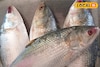 বাজারে আসবে রেকর্ড সাইজের ইলিশ, স্বাদও হবে অতুলনীয়! ভাইফোঁটার আগেই বাজারে কমবে ইলিশের দাম