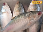 বাজারে আসবে রেকর্ড সাইজের ইলিশ, স্বাদও হবে অতুলনীয়! ভাইফোঁটার আগেই বাজারে কমবে ইলিশের দাম