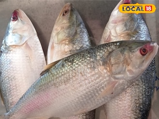 বাজারে আসবে রেকর্ড সাইজের ইলিশ, স্বাদও হবে অতুলনীয়! ভাইফোঁটার আগেই বাজারে কমবে ইলিশের দাম