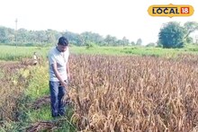 এই বিশেষ 'ধান' চাষে ফলছে 'সোনা'...! খরচ এক, ফায়দা 'ডবল'! 'বড়লোক' হওয়া আটকায় কে?