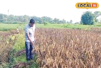 এই বিশেষ 'ধান' চাষে ফলছে 'সোনা'...! খরচ এক, ফায়দা 'ডবল'! 'বড়লোক' হওয়া আটকে কে?